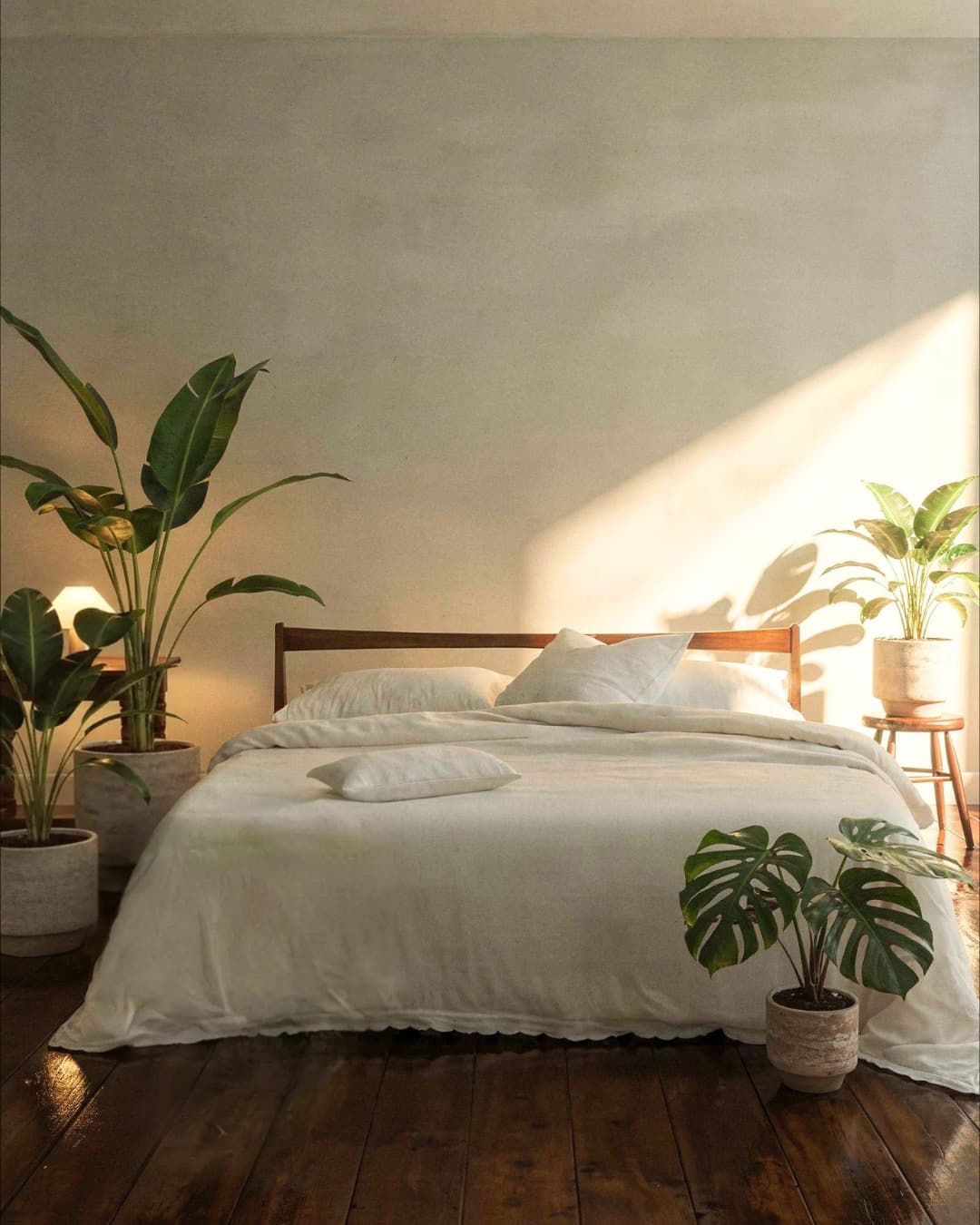 Plantas para el Dormitorio - Pur Plant