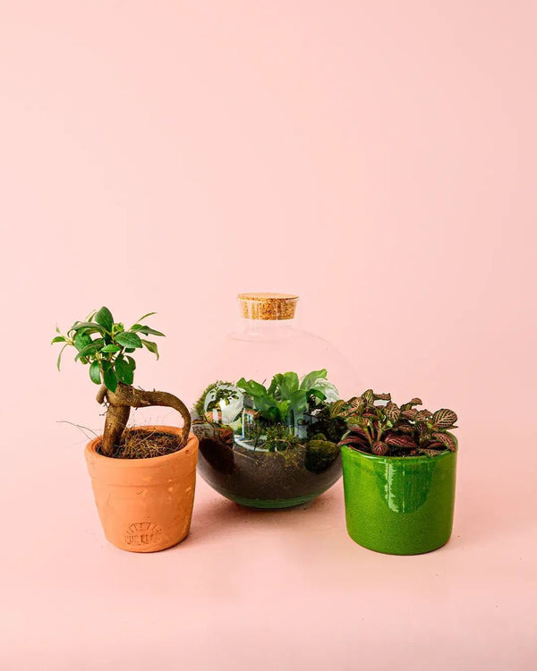 Plantas para Terrário