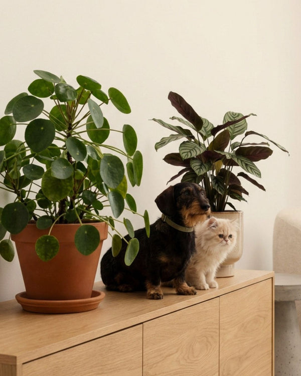Plantas Amigas dos Animais