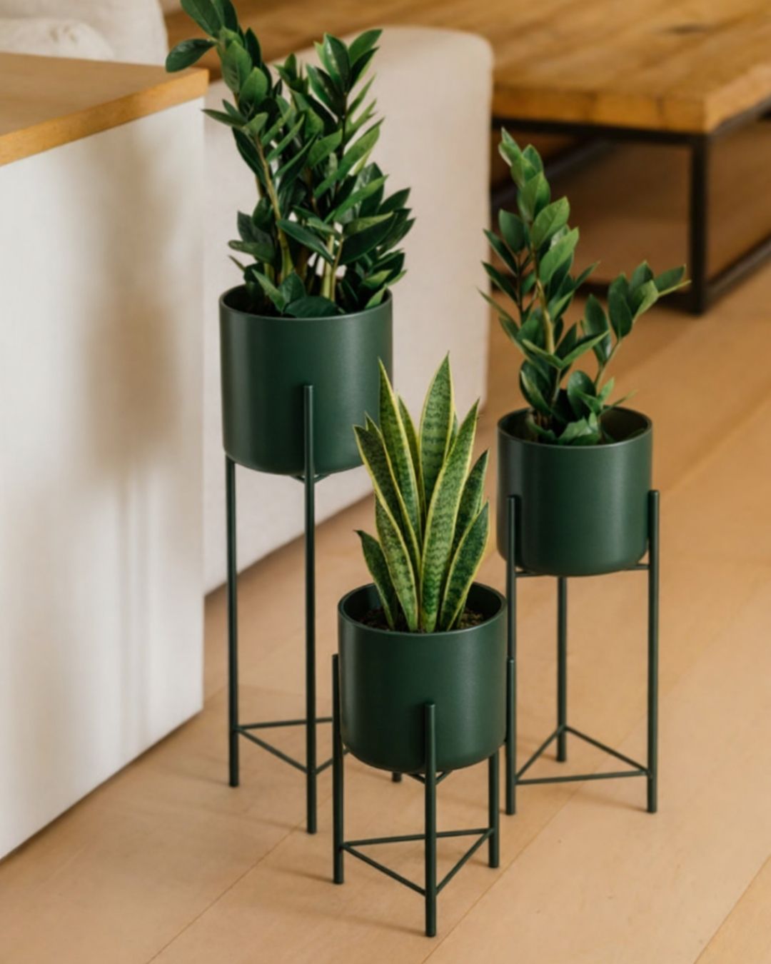 Plantas por menos de 20€ - Pur Plant