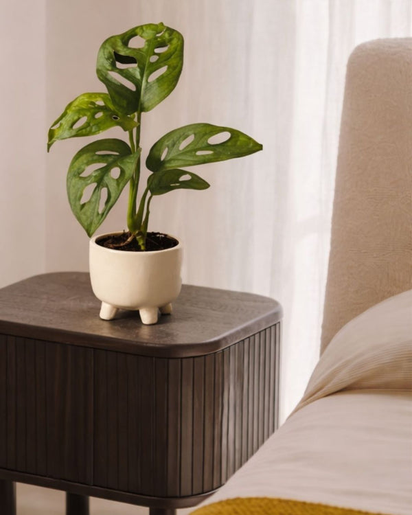 Plantas por menos de 5€ - Pur Plant