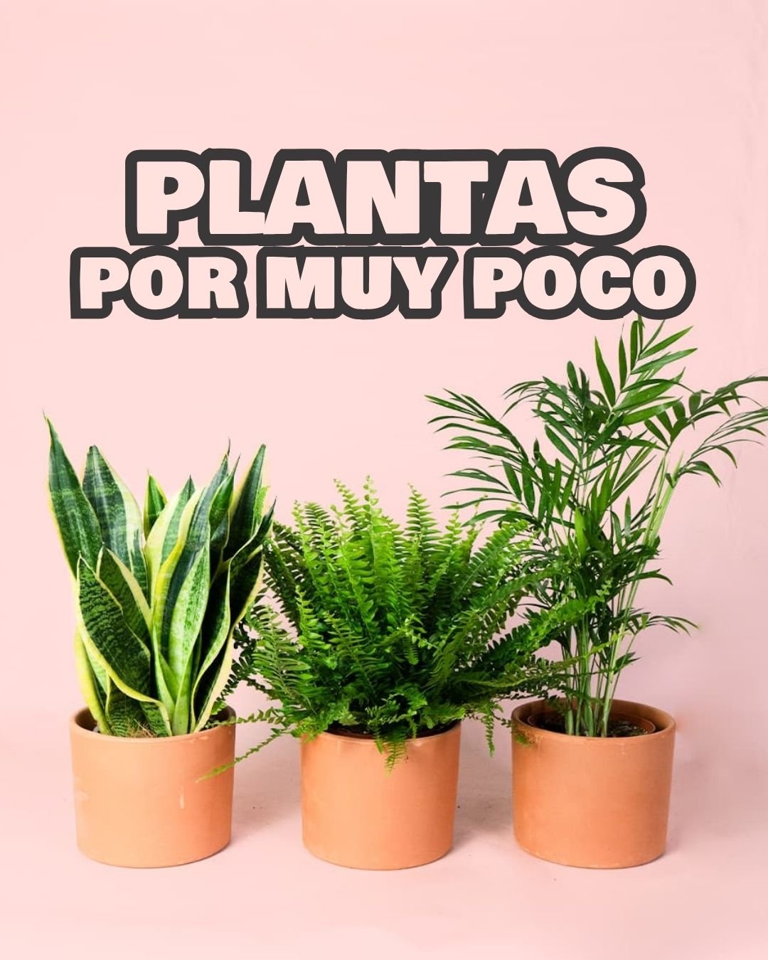 Plantas por muy poco - Pur Plant