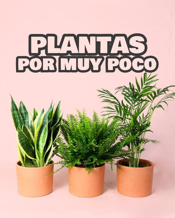 Plantas por muy poco - Pur Plant