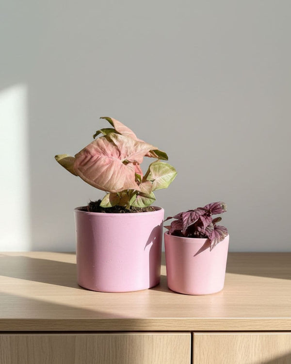 Plantas Rosas - Pur Plant