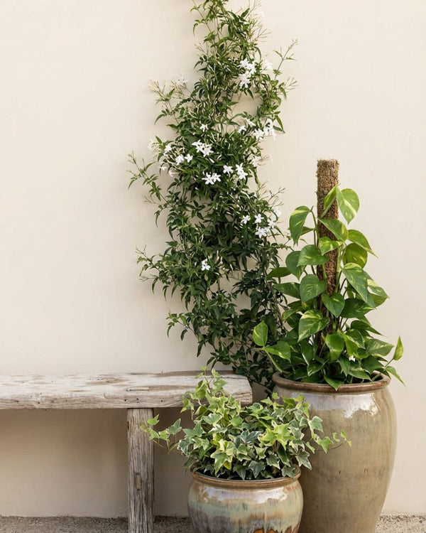 Plantas Trepadeiras