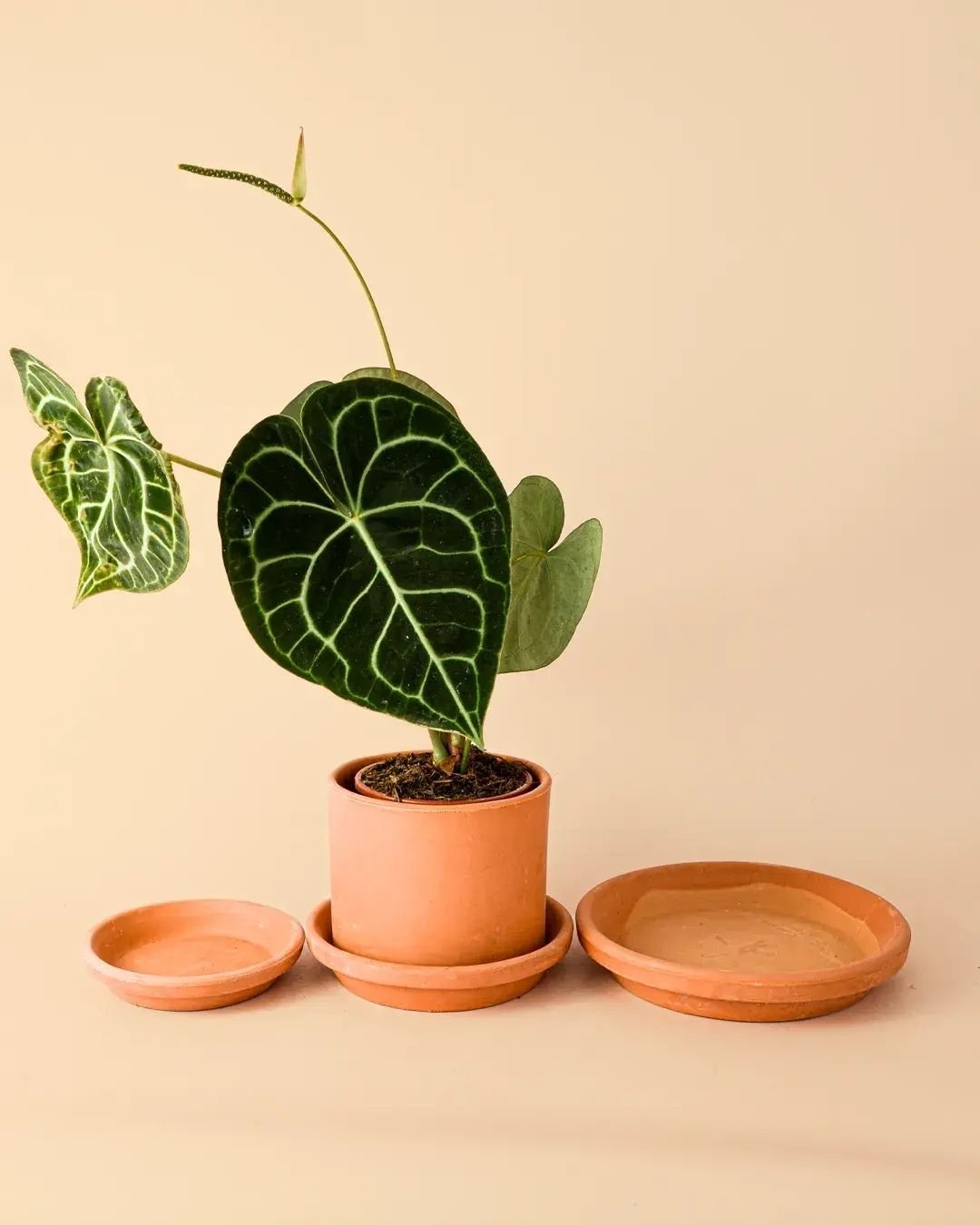 Platos para Macetas - Pur Plant