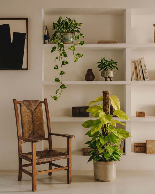 Pothos