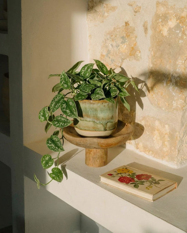 Scindapsus
