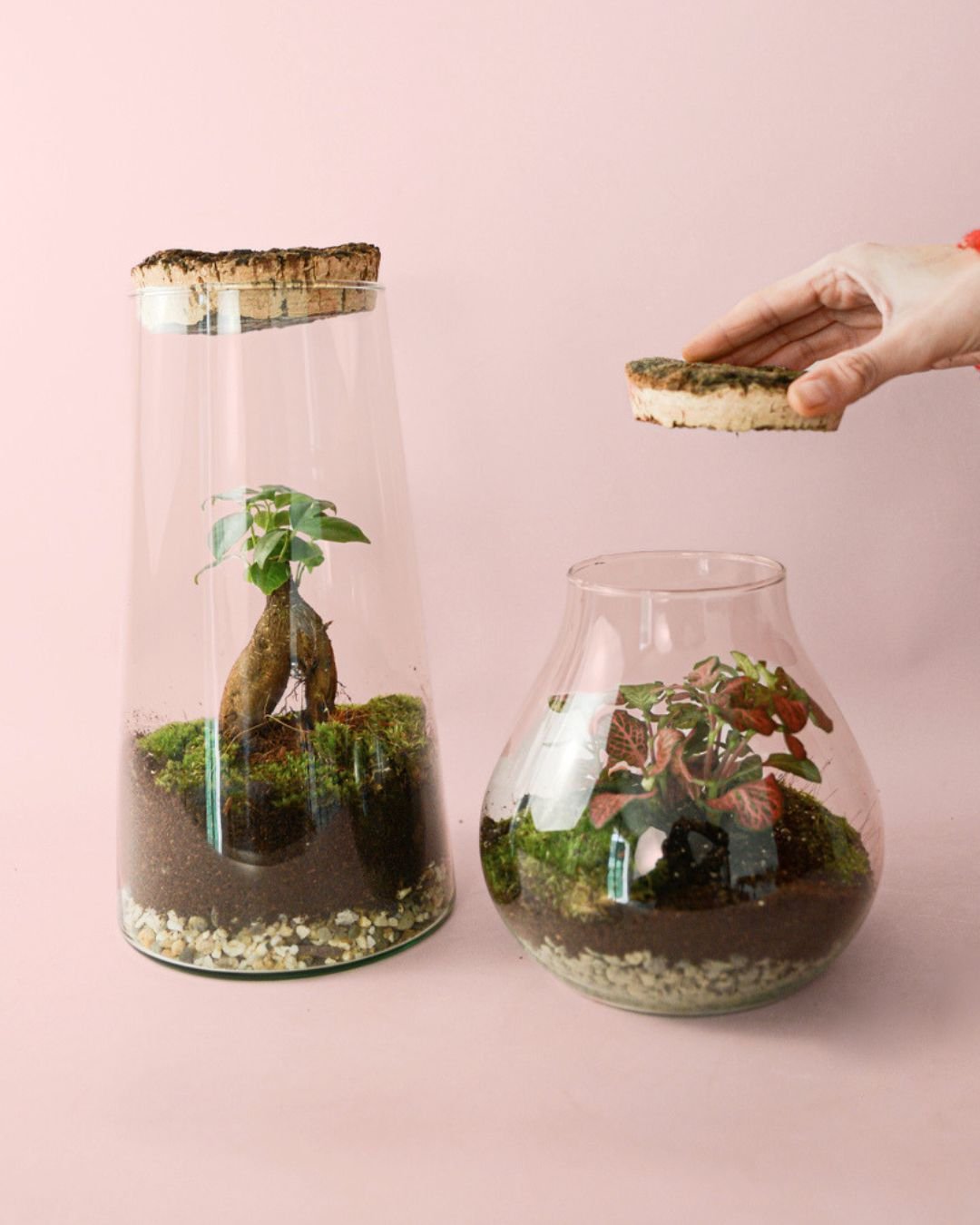 Terrarios Grandes para Plantas - Pur Plant