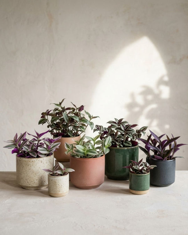 Tradescantia