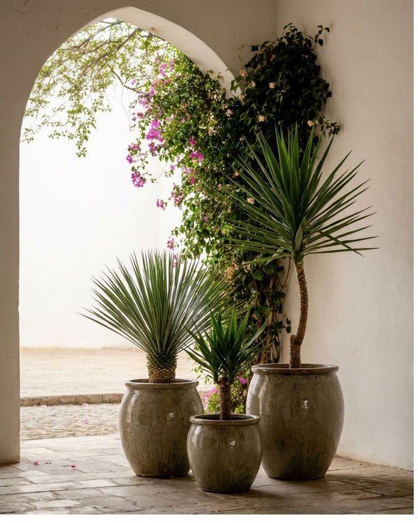 Yucca
