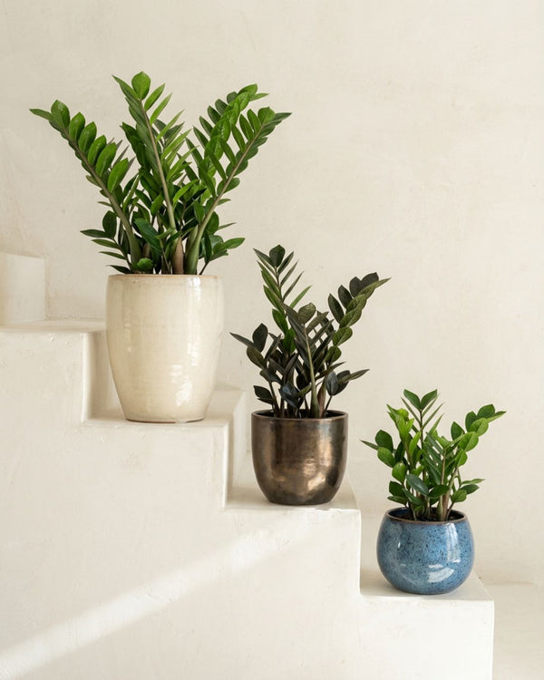 Zamioculcas