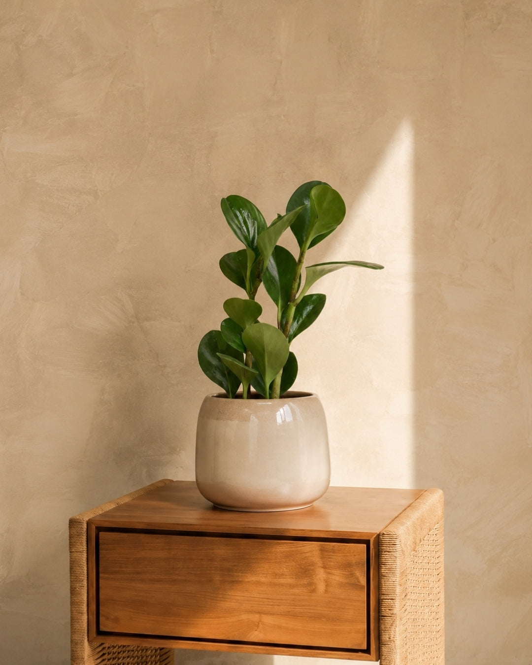 Peperomia Obtusifolia Mini