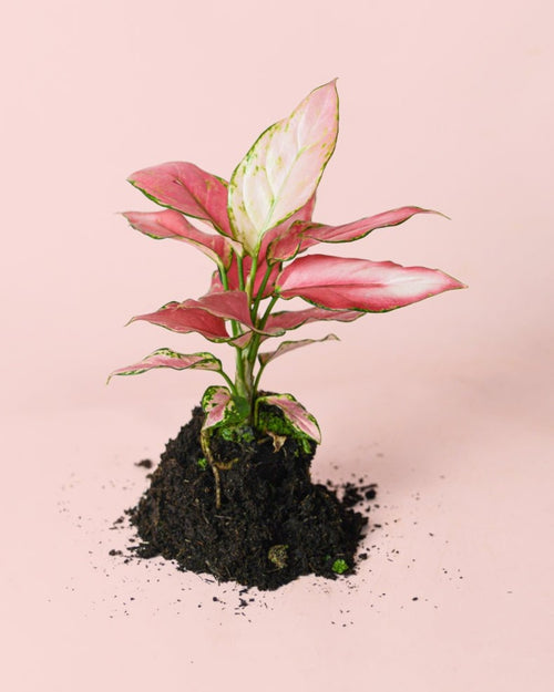 Aglaonema Rosa M