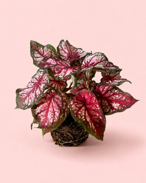 Caladium Xplorer M