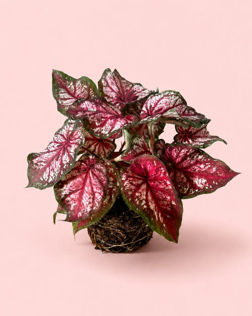 Caladium Xplorer M
