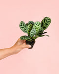 Maranta Amabilis Mini