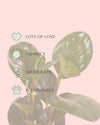 Peperomia Obtusifolia Mini