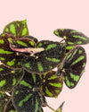 Begonia Masoniana Rock M