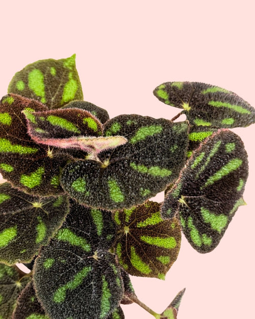 Begonia Masoniana Rock M