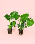 2x Monstera Deliciosa M