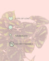 Begonia Masoniana Rock M