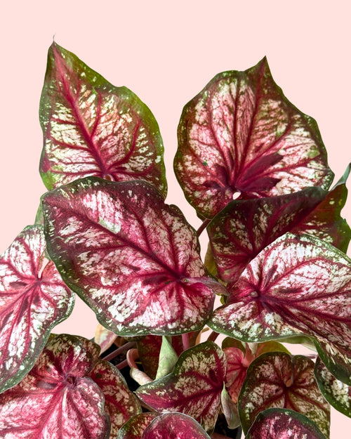 Caladium Xplorer M