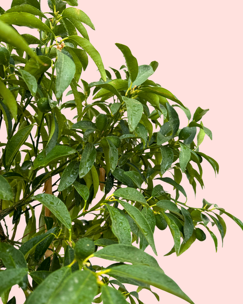 Árvore Kumquat XL