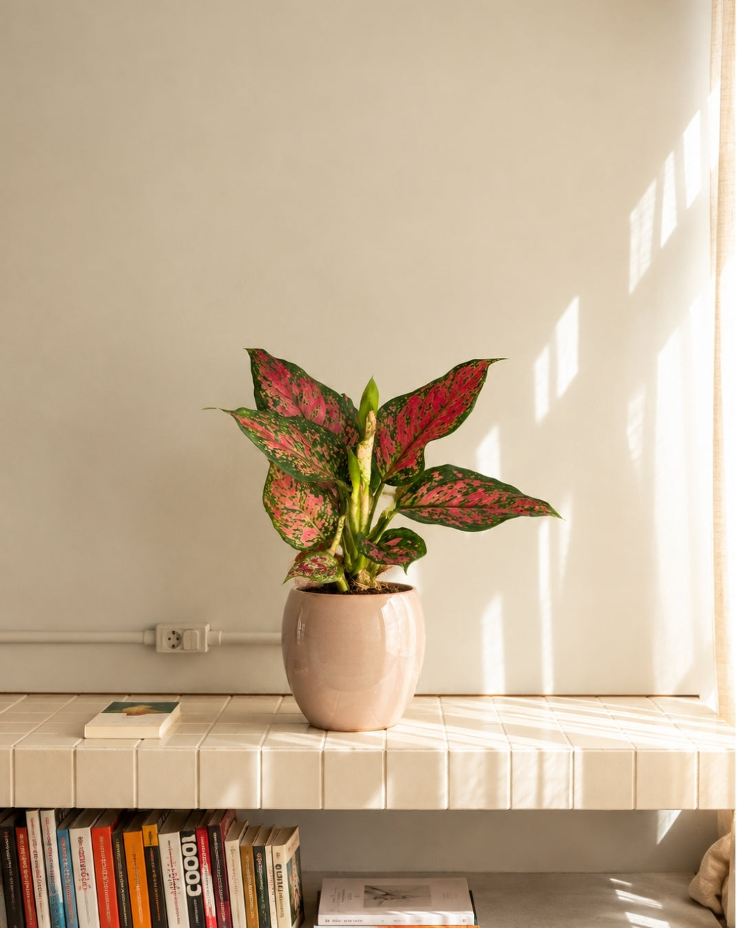 Aglaonema Rosa M
