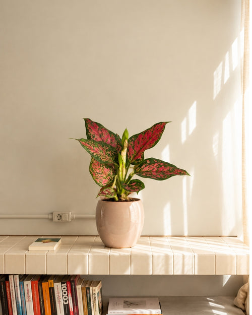 Aglaonema Rosa M