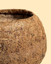 Vaso de Coco S - 7 cm