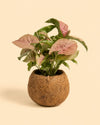 Vaso de Coco S - 7 cm