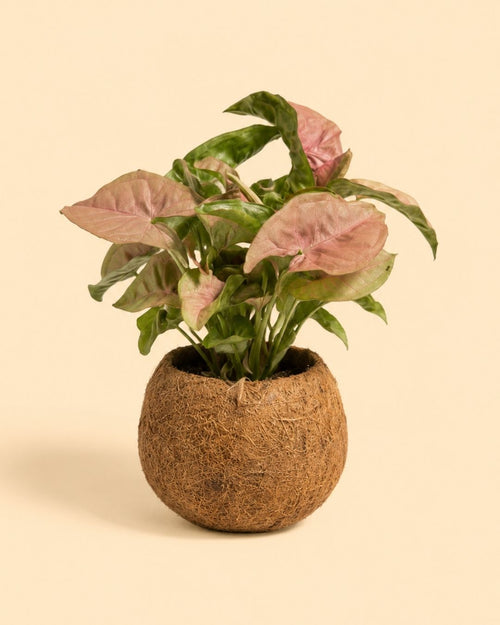Coco Hang – Vaso Suspenso de Coco 12 cm