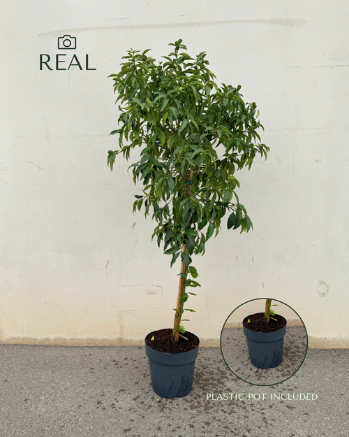 Árvore Kumquat XL