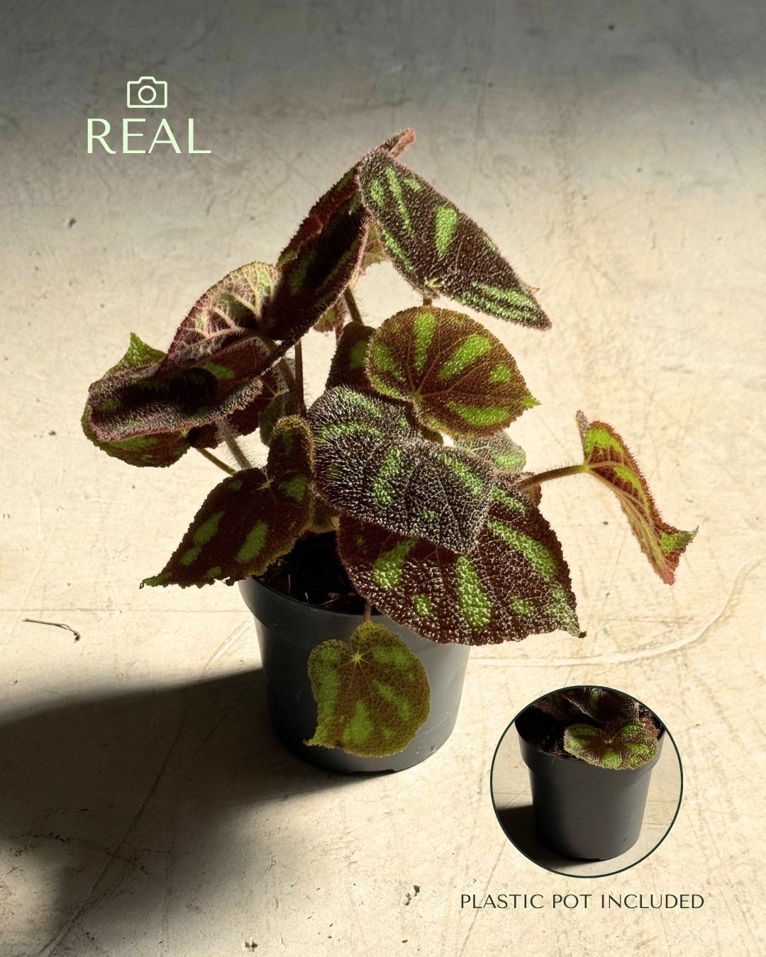 Begonia Masoniana Rock M