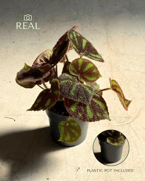 Begonia Masoniana Rock M