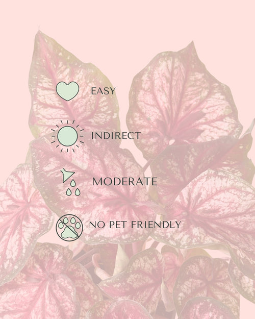 Caladium Xplorer M