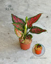Aglaonema Rosa M