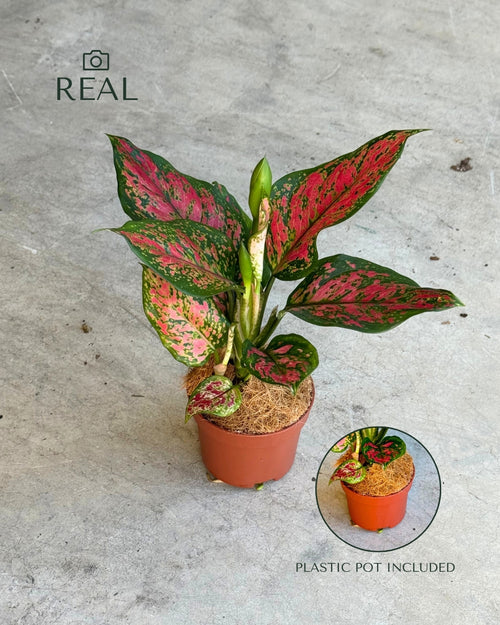 Aglaonema Rosa M