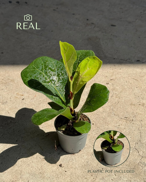 Ficus Lyrata Mini