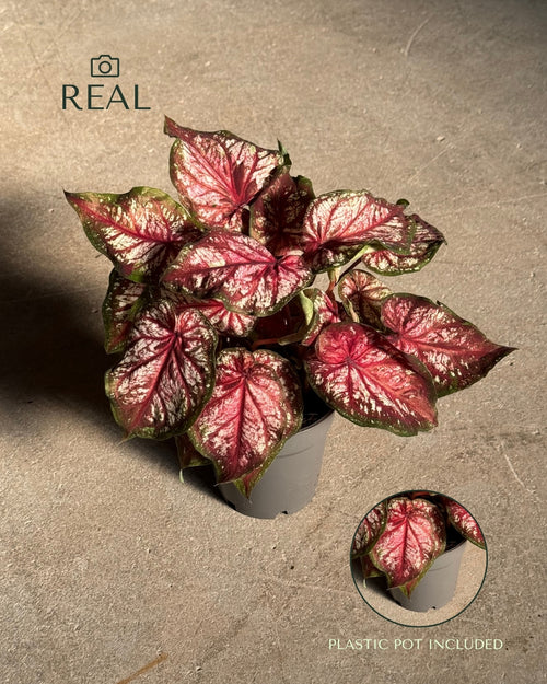 Caladium Xplorer M