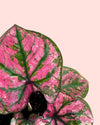 Caladium Purple Light Mini
