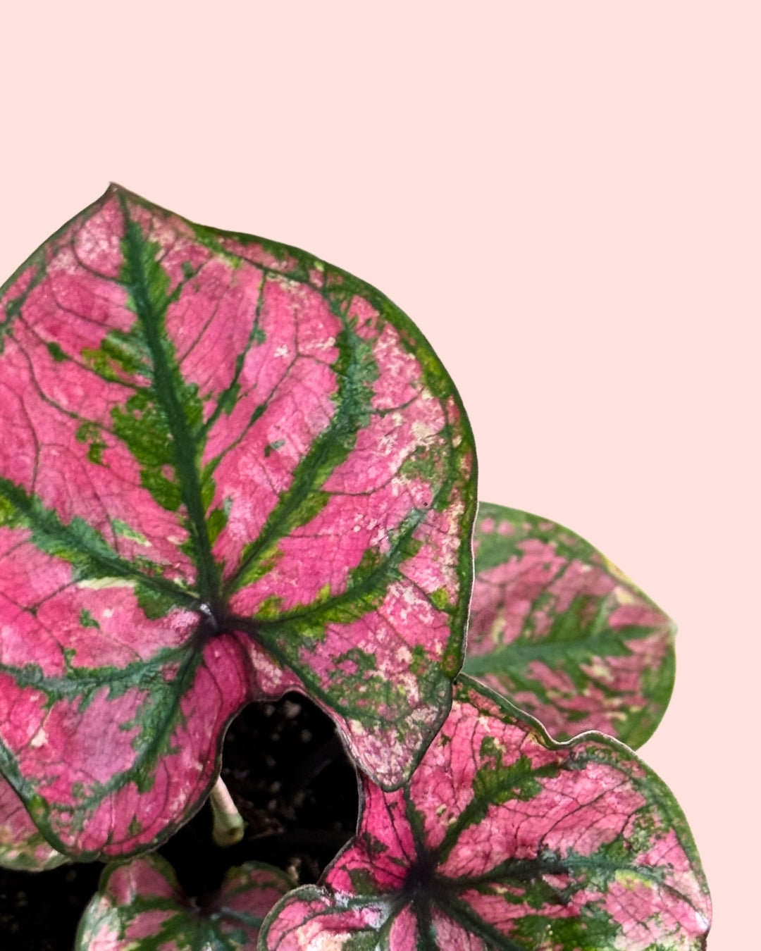 Caladium Purple Light Mini