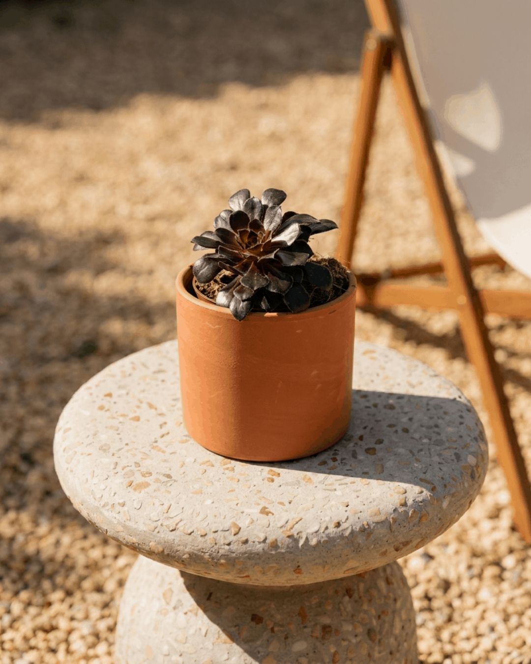 Aeonium Schwartzkopf mini contexto terraza