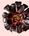 Aeonium Schwartzkopf mini detalle roseta