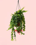Aeschynanthus Mona Lisa – Planta Batom M