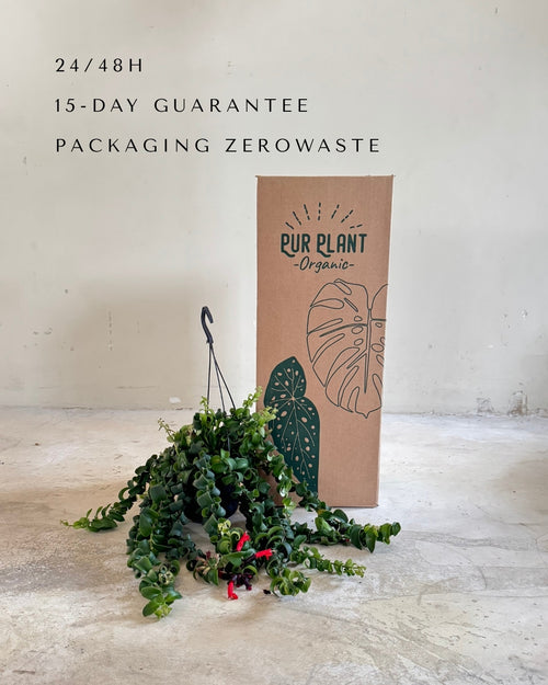 Aeschinantus Bluster-Planta Pintalabios M packaging