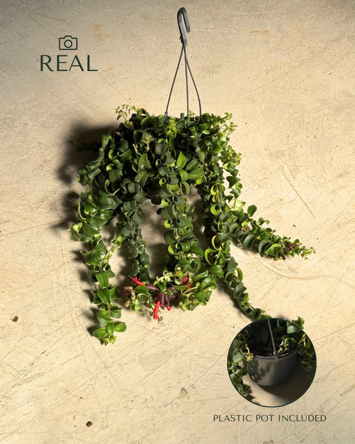 Aeschinantus Bluster-Planta Pintalabios M real