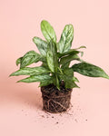Aglaonema Silver Queen M