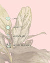 Aglaonema Silver Queen M